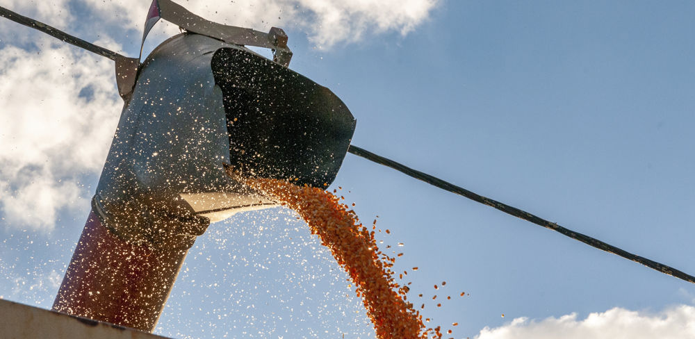 Le Brésil devrait exporter près de 40 millions de tonnes de maïs en 2022.