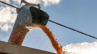 Le Brésil devrait exporter près de 40 millions de tonnes de maïs en 2022. Le Brésil devrait exporter près de 40 millions de tonnes de maïs en 2022.