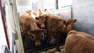 Les évolutions réglementaire au niveau européen se traduise par de nouvelles règles sanitaires pour les bovins. Les évolutions réglementaire au niveau européen se traduise par de nouvelles règles sanitaires pour les bovins.
