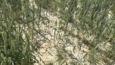 Le Crédit Agricole estime à 26 euros par hectare de blé, le coût de la nouvelle assurance récolte pour une exploitation laitière (franchise à 25 %, prix couvert de 300 €/t). Le Crédit Agricole estime à 26 euros par hectare de blé, le coût de la nouvelle assurance récolte pour une exploitation laitière (franchise à 25 %, prix couvert de 300 €/t).