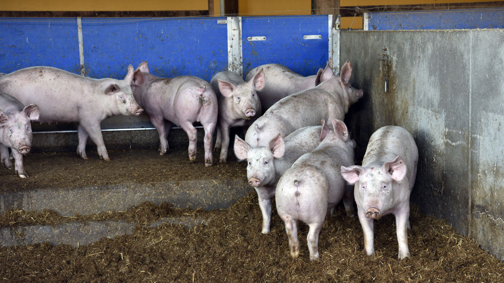L'Agence européenne de sécurité sanitaire a récemment publié cinq avis sur le bien-être animal.