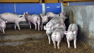 L'Agence européenne de sécurité sanitaire a récemment publié cinq avis sur le bien-être animal. L'Agence européenne de sécurité sanitaire a récemment publié cinq avis sur le bien-être animal.