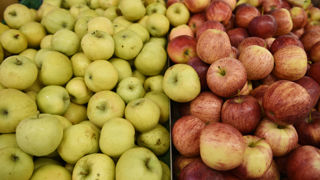 Selon les chiffres du ministère de l'Agriculture, la production nationale de pommes est estimée à 1 484 000 tonnes. Selon les chiffres du ministère de l'Agriculture, la production nationale de pommes est estimée à 1 484 000 tonnes.