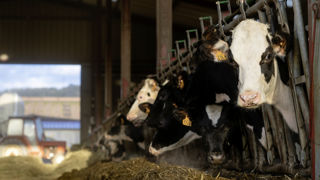 Les producteurs laitiers devraient voir leur montant d’aide Pac légèrement augmenter grâce à la nouvelle aide à l'UGB Les producteurs laitiers devraient voir leur montant d’aide Pac légèrement augmenter grâce à la nouvelle aide à l'UGB