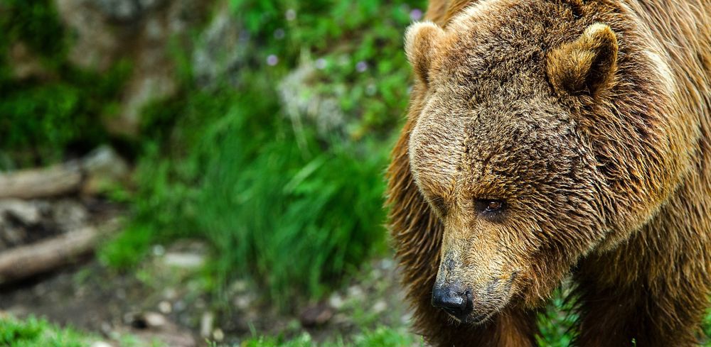 Les dégâts des ours sont plus nombreux cette année en Ariège : 828 ovins morts contre 582 l'an dernier.