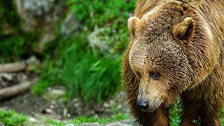 Les dégâts des ours sont plus nombreux cette année en Ariège : 828 ovins morts contre 582 l'an dernier. Les dégâts des ours sont plus nombreux cette année en Ariège : 828 ovins morts contre 582 l'an dernier.