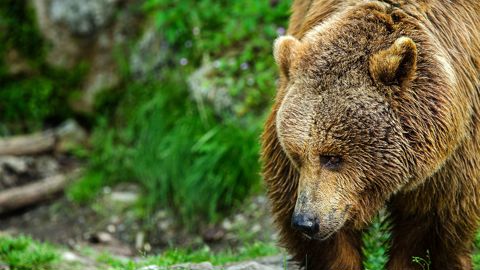 Les dégâts des ours sont plus nombreux cette année en Ariège : 828 ovins morts contre 582 l'an dernier. Les dégâts des ours sont plus nombreux cette année en Ariège : 828 ovins morts contre 582 l'an dernier.