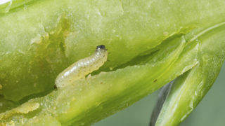 Seul un tiers des essais de Terres Inovia ont été infestés par des altises. Seul un tiers des essais de Terres Inovia ont été infestés par des altises.