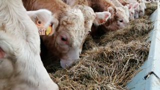 Apporter de l herbe dans une ration à base de blé ne joue pas sur les performances moyenne de croissance des jeunes bovins. Apporter de l herbe dans une ration à base de blé ne joue pas sur les performances moyenne de croissance des jeunes bovins.
