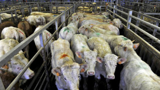 La hausse des cours est bienvenue chez les éleveurs de broutards mais elle est absorbée par la flambée des charges. La hausse des cours est bienvenue chez les éleveurs de broutards mais elle est absorbée par la flambée des charges.