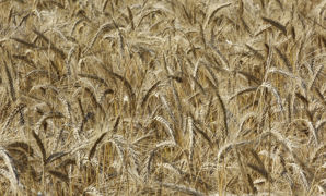 En 2021, les amidonniers français ont transformé 3,4 millions de tonnes de blé, 1,9 million de tonnes de maïs, et 1,2 million de tonnes de pommes de terre et pois. En 2021, les amidonniers français ont transformé 3,4 millions de tonnes de blé, 1,9 million de tonnes de maïs, et 1,2 million de tonnes de pommes de terre et pois.