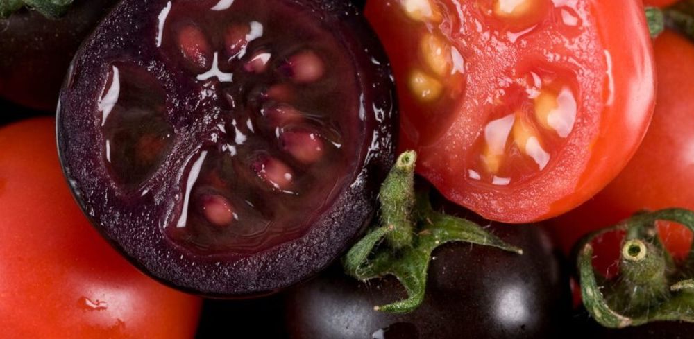 La tomate violette génétiquement modifiée présente  une teneur accrue en anthocyanes et en antioxydants.