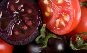 La tomate violette génétiquement modifiée présente une teneur accrue en anthocyanes et en antioxydants. La tomate violette génétiquement modifiée présente une teneur accrue en anthocyanes et en antioxydants.