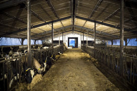 "Dans les campagnes, on voit les lumières s'éteindre dans les étables", estime Sébastien Windsor, président de Chambres d'agriculture France. "Dans les campagnes, on voit les lumières s'éteindre dans les étables", estime Sébastien Windsor, président de Chambres d'agriculture France.