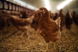Selon les zones, le passage en niveau de risque "modéré" vis-à-vis de l'influenza aviaire impliquera des mesures de mise à l'abri obligatoire. Selon les zones, le passage en niveau de risque "modéré" vis-à-vis de l'influenza aviaire impliquera des mesures de mise à l'abri obligatoire.