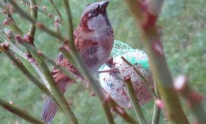 "Les déclins ne se limitent pas aux espèces rares et menacées. Les populations de certaines espèces communes et largement répandues connaissent aussi un déclin rapide", selon Bird Life. "Les déclins ne se limitent pas aux espèces rares et menacées. Les populations de certaines espèces communes et largement répandues connaissent aussi un déclin rapide", selon Bird Life.