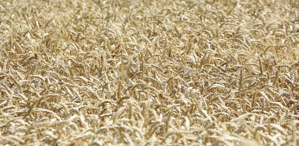 Pour l'heure, "le blé continue de sortir de la mer Noire", indique Damien Vercambre, courtier chez Inter-Courtage.