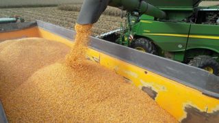 La production française de maïs est attendue à 10 millions de tonnes, largement en dessous de la moyenne des cinq dernières années, à 14 millions de tonnes. La production française de maïs est attendue à 10 millions de tonnes, largement en dessous de la moyenne des cinq dernières années, à 14 millions de tonnes.
