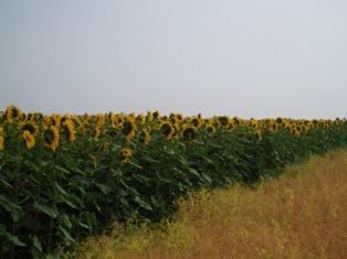 Tournesols TH Clearfield et Express Sun (données Cetiom) : introduction en 2003 en Europe, près de 2 millions ha en 2010, 35.000 ha en France en 2010, 80.000 ha en 2011 (11 % de la sole tournesol française).