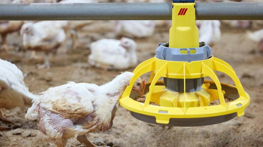 Des assiettes d’alimentation pour les poulets de chair