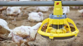 Des assiettes d’alimentation pour les poulets de chair Des assiettes d’alimentation pour les poulets de chair