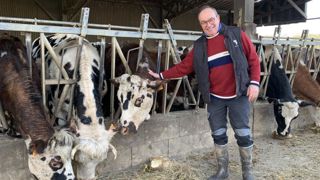 Des vaches nourrices pour élever des veaux de lait bio Des vaches nourrices pour élever des veaux de lait bio