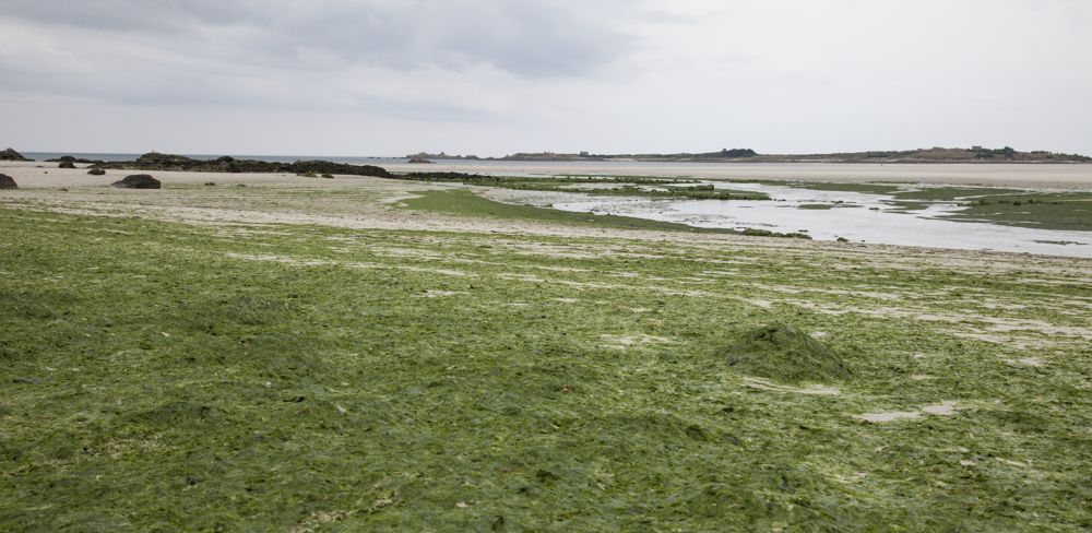L'association Eau et Rivières de Bretagne (ERB) a déposé un double recours contre l'État pour "inaction face aux pollutions des eaux par les nitrates".