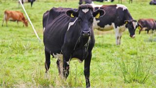 Les émissions de gaz émises par les animaux d'élevage pourraient être taxées par le gouvernement néo-zélandais. Les émissions de gaz émises par les animaux d'élevage pourraient être taxées par le gouvernement néo-zélandais.