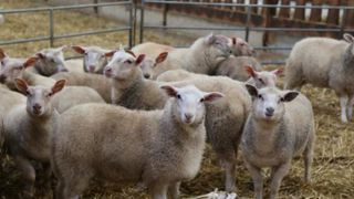 Les abattages d’ovins reculent en décembre Les abattages d’ovins reculent en décembre