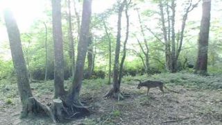 Un loup identifié dans le Loir-et-Cher Un loup identifié dans le Loir-et-Cher