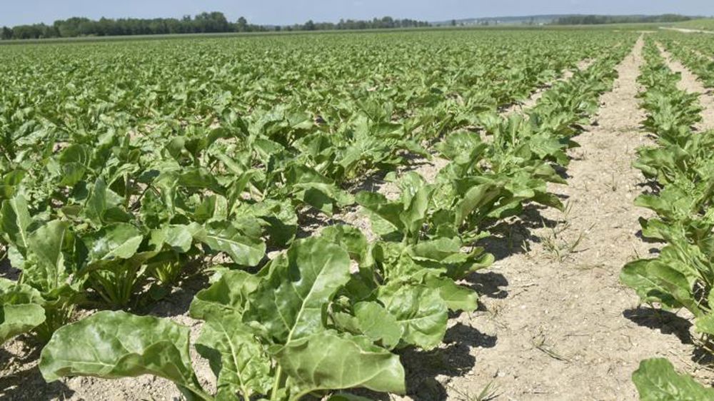 La filière de la betterave présente son plan de transition