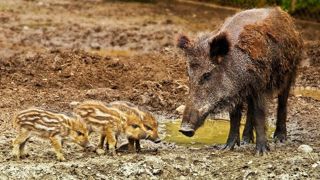 Une consultation publique pour autoriser le piégeage des sangliers Une consultation publique pour autoriser le piégeage des sangliers