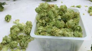 Le rebond du houblon (vidéo) Le rebond du houblon (vidéo)