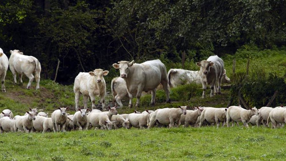 Le montant des aides animales est fixé