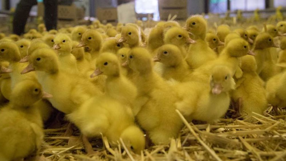 Interdiction des mises en place de volailles dans le Sud-Ouest