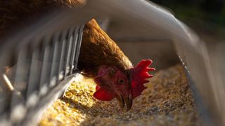 La grippe aviaire frappe 41 élevages en France La grippe aviaire frappe 41 élevages en France