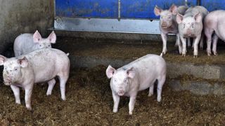 Les groupements porcins bretons demandent un « plan Covid-19 » Les groupements porcins bretons demandent un « plan Covid-19 »