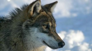 Les grands carnivores menacent les humains Les grands carnivores menacent les humains