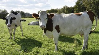 Sodiaal incite à réduire la production de lait bio Sodiaal incite à réduire la production de lait bio