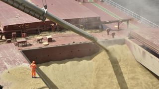Les exportations de blé tendre français revues à la baisse Les exportations de blé tendre français revues à la baisse