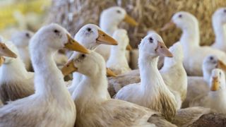 La contamination des élevages par la grippe aviaire s’accélère La contamination des élevages par la grippe aviaire s’accélère