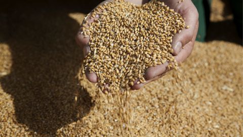 La production de blé est revue à la hausse La production de blé est revue à la hausse