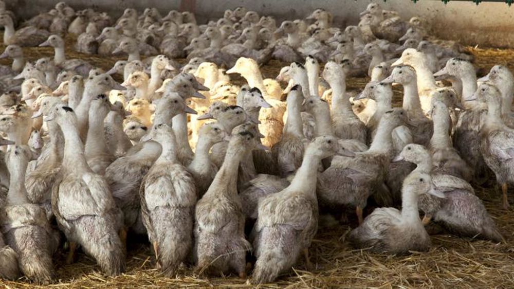 Les foyers de grippe aviaire ont doublé en une semaine