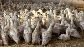 Les foyers de grippe aviaire ont doublé en une semaine Les foyers de grippe aviaire ont doublé en une semaine