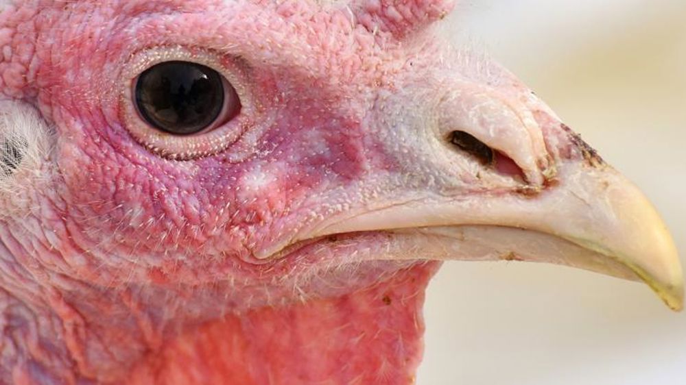 La grippe aviaire met les éleveurs à genou