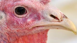 La grippe aviaire met les éleveurs à genou La grippe aviaire met les éleveurs à genou
