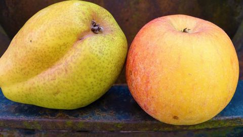 Le stock de pommes en hausse et celui des poires en baisse
