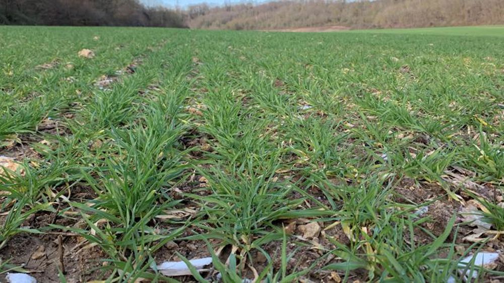 En Europe, les cultures d’hiver se portent bien