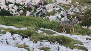 Un loup échappé de son parc, rattrapé par la patrouille Un loup échappé de son parc, rattrapé par la patrouille