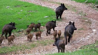 La peste porcine africaine s’installe dans le nord de l’Italie La peste porcine africaine s’installe dans le nord de l’Italie
